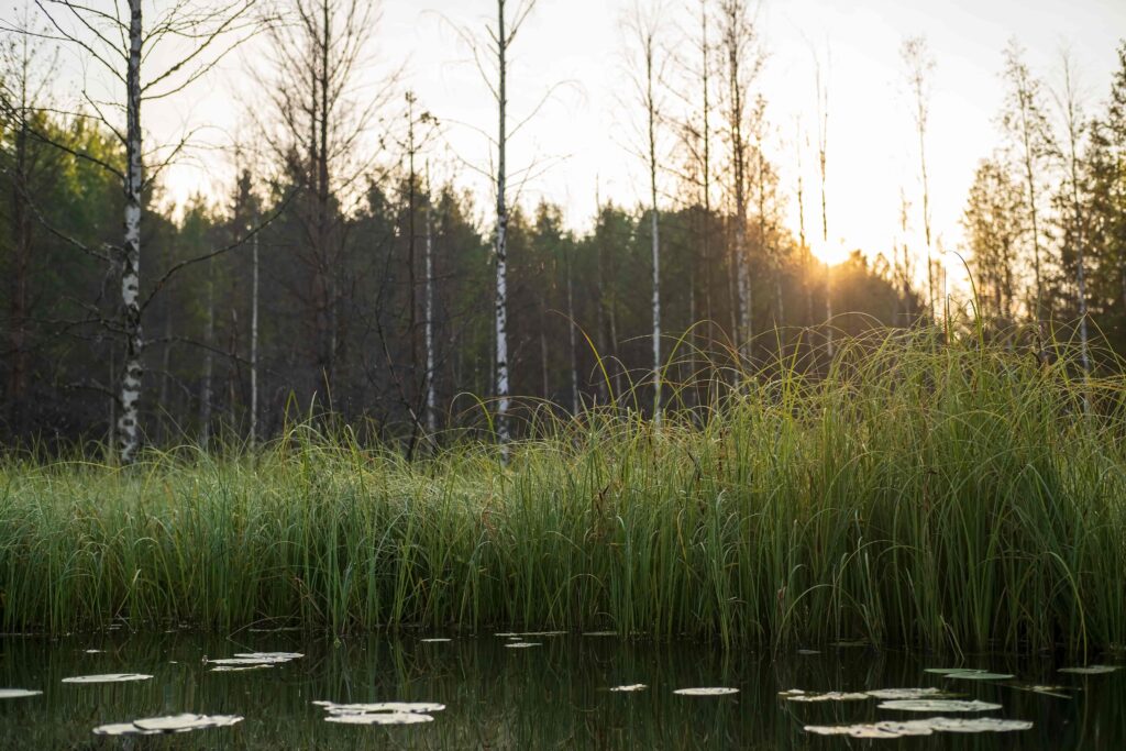 emajõe suursoo