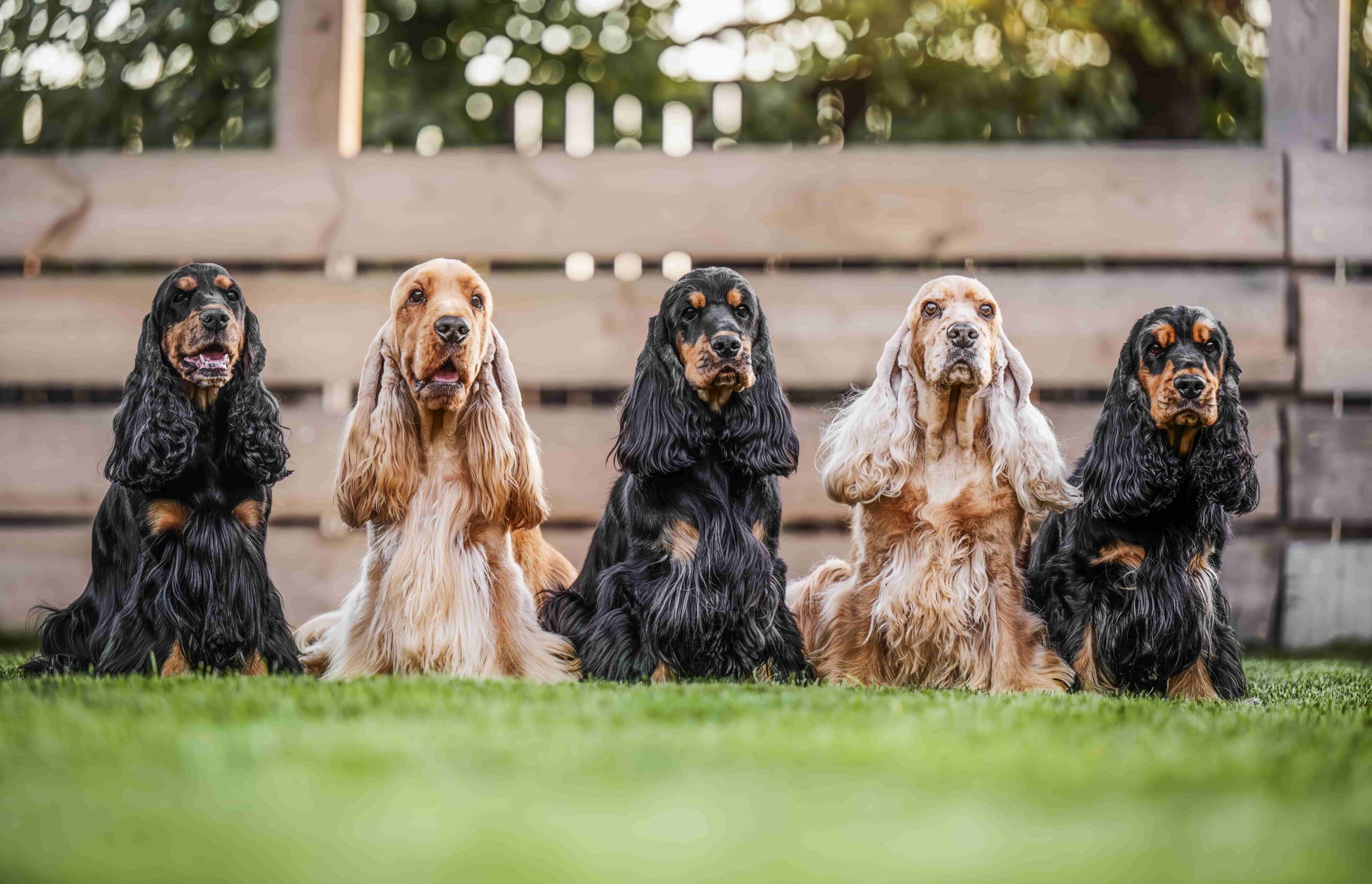 five-happy-spaniels-sit-in-a-row-on-the-grass-rad-2024-12-05-22-14-06-utc-min