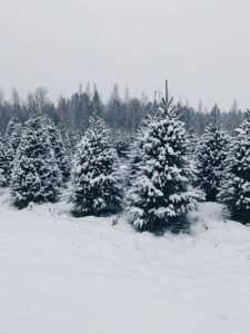 Christmas tree sales in Tartu: where, how and what to choose?